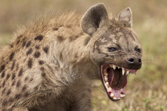 DCI boss questioned as he launches hunt for Hyenas