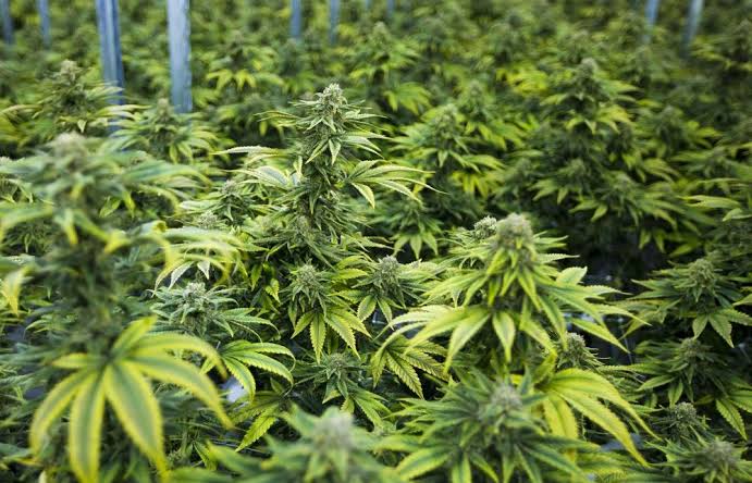 Uganda lands a Sh1.1Trillion deal with EU to export marijuana to Canada and Germany