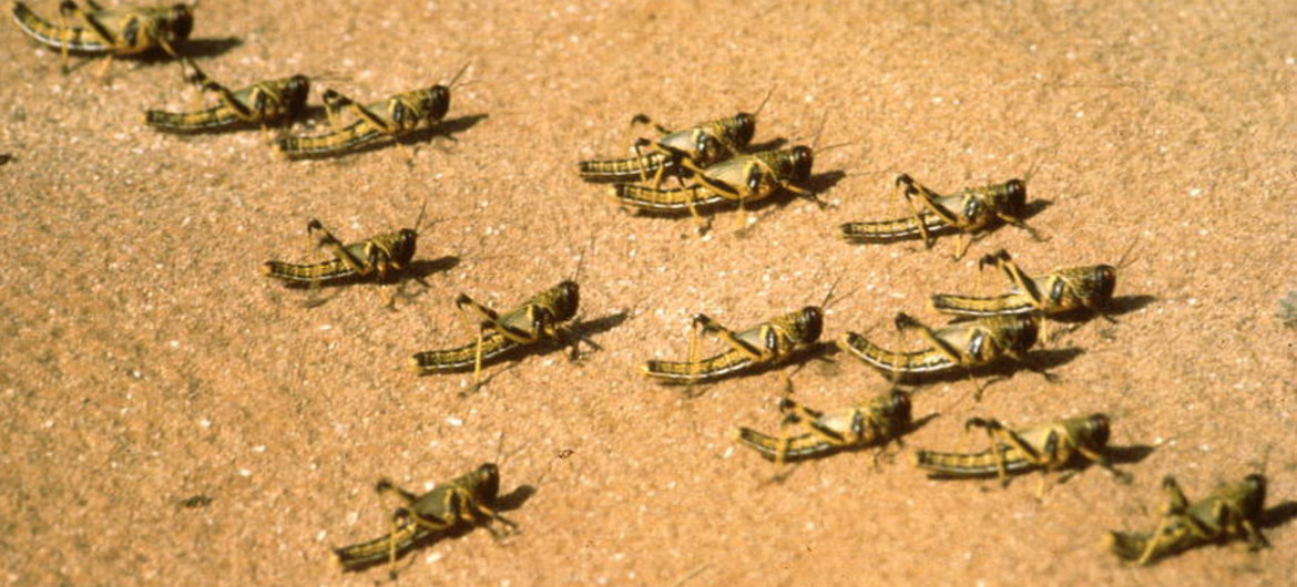 Desert locust destroying crops in Ethiopia may spread to Kenya, UN warns!