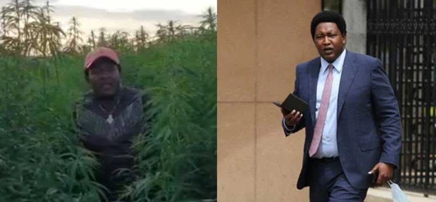 Video: Senator Ledama Ole Kina Getting High in a Weed Plantation