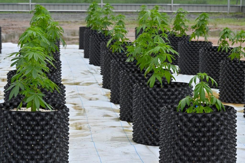Rwanda okays cultivation of Marijuana 