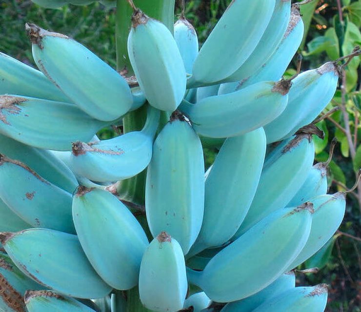 Ever heard of Blue Java Bananas?