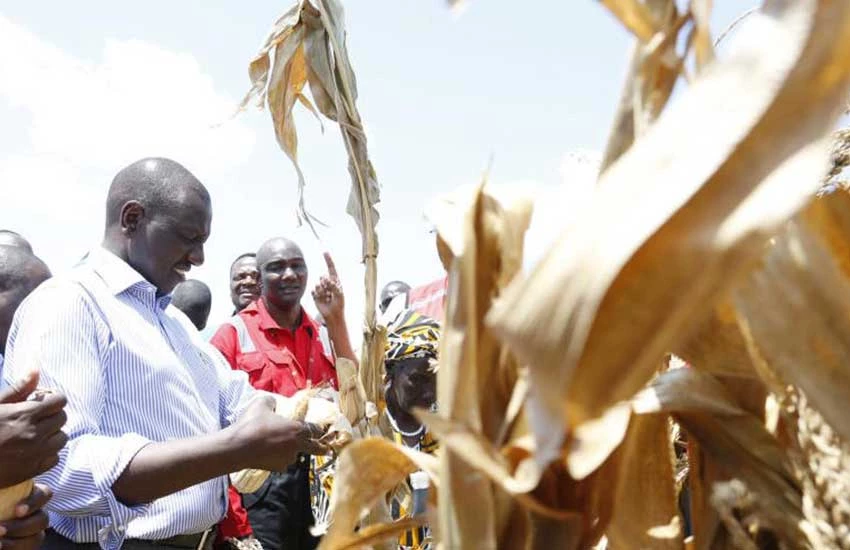 How Ruto plans to transform Agriculture when he takes over presidency