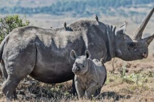 Tourism and Wildlife Ministry Launches Rhino Ear-Notching And Transmitter Fitting Exercise To Strengthen Conservation Efforts