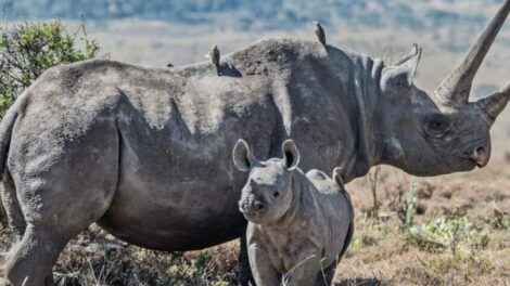 Tourism and Wildlife Ministry Launches Rhino Ear-Notching And Transmitter Fitting Exercise To Strengthen Conservation Efforts