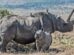 Tourism and Wildlife Ministry Launches Rhino Ear-Notching And Transmitter Fitting Exercise To Strengthen Conservation Efforts