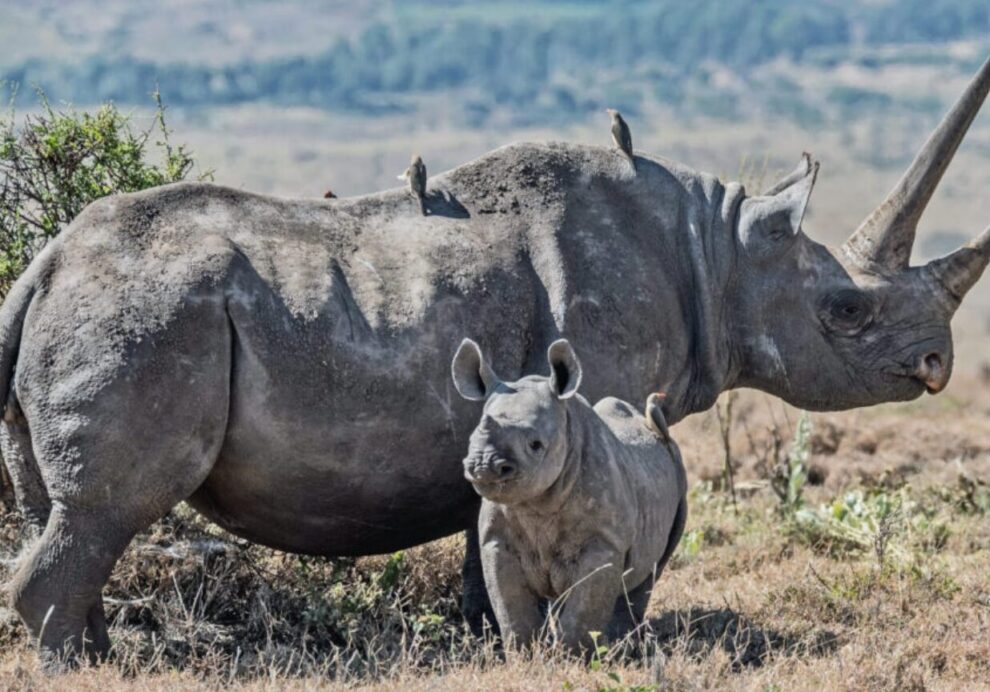 Tourism and Wildlife Ministry Launches Rhino Ear-Notching And Transmitter Fitting Exercise To Strengthen Conservation Efforts