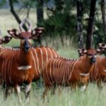 Kenya Receives 17 Mountain Bongos From The US In Landmark Conservation Effort