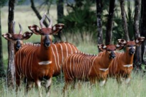 Kenya Receives 17 Mountain Bongos From The US In Landmark Conservation Effort