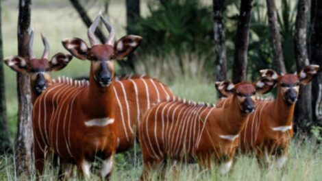 Kenya Receives 17 Mountain Bongos From The US In Landmark Conservation Effort