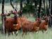 Kenya Receives 17 Mountain Bongos From The US In Landmark Conservation Effort