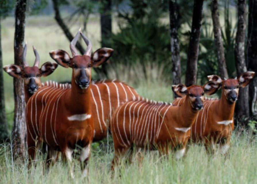 Kenya Receives 17 Mountain Bongos From The US In Landmark Conservation Effort