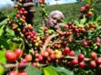 New Coffee Payment System to Launch Under Co-op Bank Oversight