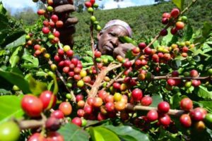 New Coffee Payment System to Launch Under Co-op Bank Oversight