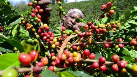 New Coffee Payment System to Launch Under Co-op Bank Oversight