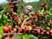 New Coffee Payment System to Launch Under Co-op Bank Oversight