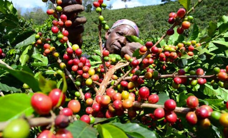 State Moves Coffee Payments to Co-op Bank to Curb Mismanagement