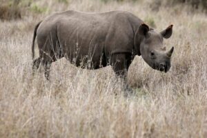 KWS, The Zeitz Foundation Initiate Historic Rhino Translocation To Segera Conservancy