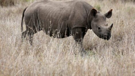 KWS, The Zeitz Foundation Initiate Historic Rhino Translocation To Segera Conservancy