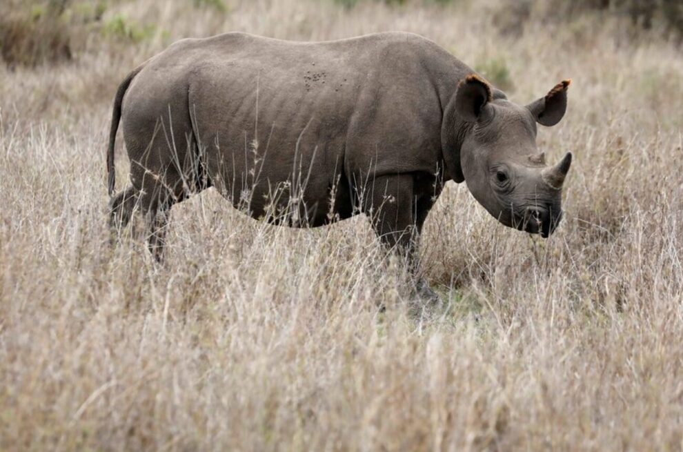 KWS, The Zeitz Foundation Initiate Historic Rhino Translocation To Segera Conservancy