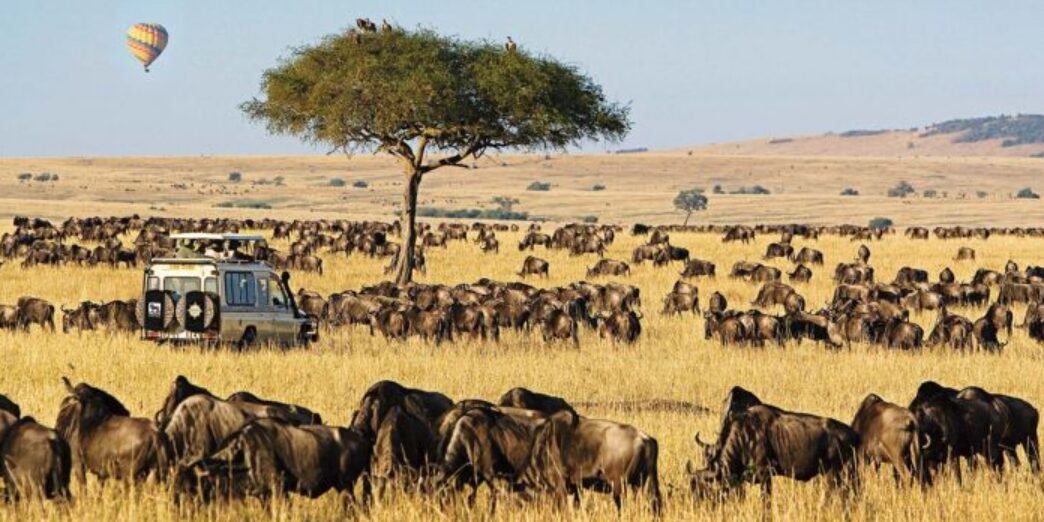 Kenyan Sues US-Owned Safari Lodge Threatening Maasai Mara Wildebeest Migration