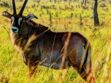 Tourism Ministry, Homa Bay County Partner to Transform Ruma National Park into a Flagship Destination