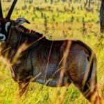 Tourism Ministry, Homa Bay County Partner to Transform Ruma National Park into a Flagship Destination