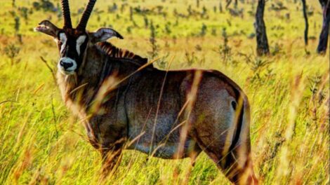 Tourism Ministry, Homa Bay County Partner to Transform Ruma National Park into a Flagship Destination