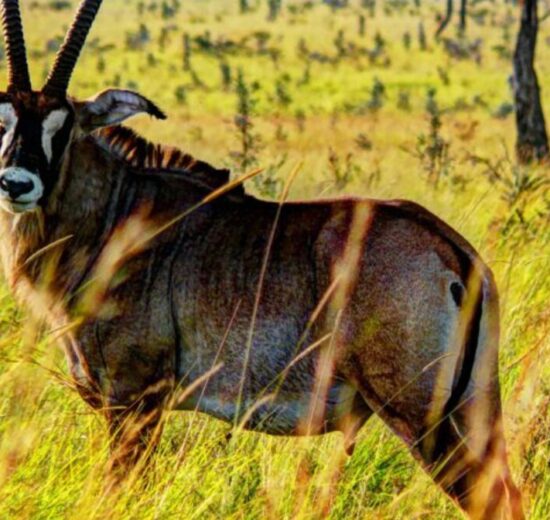 Tourism Ministry, Homa Bay County Partner to Transform Ruma National Park into a Flagship Destination