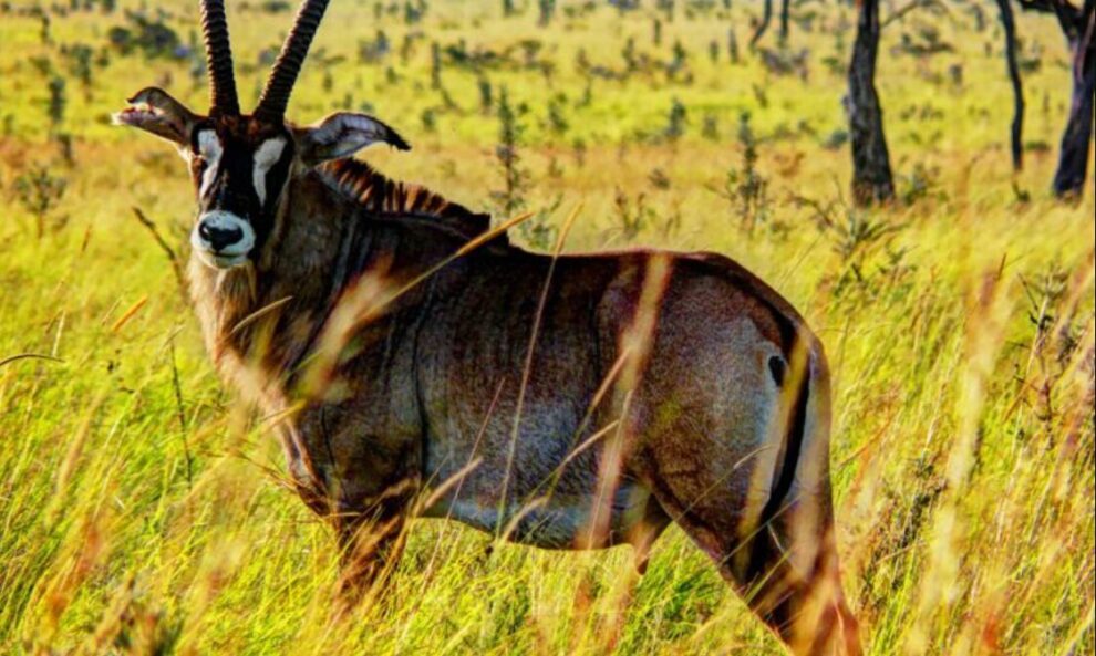 Tourism Ministry, Homa Bay County Partner to Transform Ruma National Park into a Flagship Destination