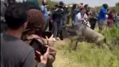 CS Miano Tightens Rules After Tourists Block Wildebeest Crossings at Maasai Mara