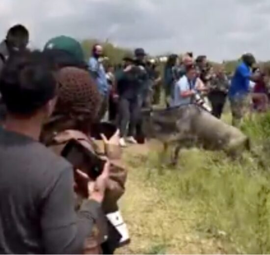 CS Miano Tightens Rules After Tourists Block Wildebeest Crossings at Maasai Mara