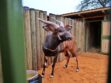State: Kenya Committed To Wildlife Conservation
