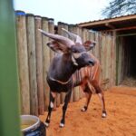 State: Kenya Committed To Wildlife Conservation