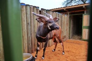 State: Kenya Committed To Wildlife Conservation