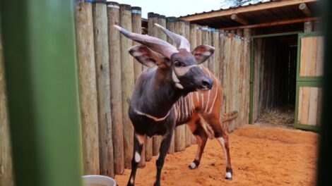 State: Kenya Committed To Wildlife Conservation