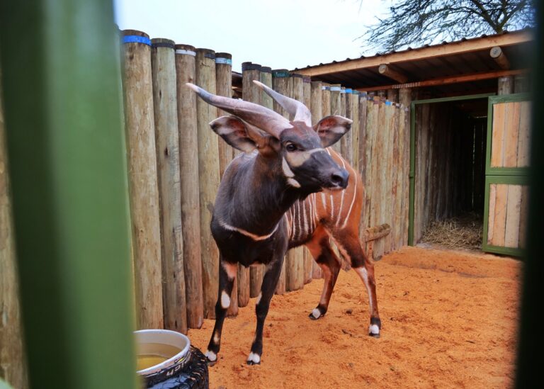 State: Kenya Committed To Wildlife Conservation