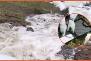 KWS, NEMA Probe Suspected Chemical Contamination in Athi Dam Ecosystem