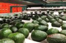 How Ksh 5.8 Billion Worth of Avocados Slipped Through Kenya’s Export Ban During Closed Season