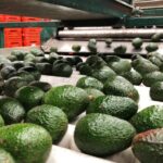 How Ksh 5.8 Billion Worth of Avocados Slipped Through Kenya’s Export Ban During Closed Season