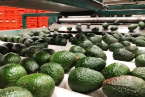 How Ksh 5.8 Billion Worth of Avocados Slipped Through Kenya’s Export Ban During Closed Season