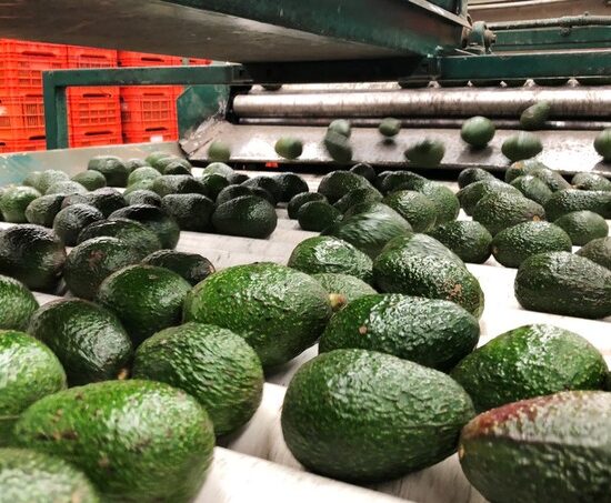 How Ksh 5.8 Billion Worth of Avocados Slipped Through Kenya’s Export Ban During Closed Season
